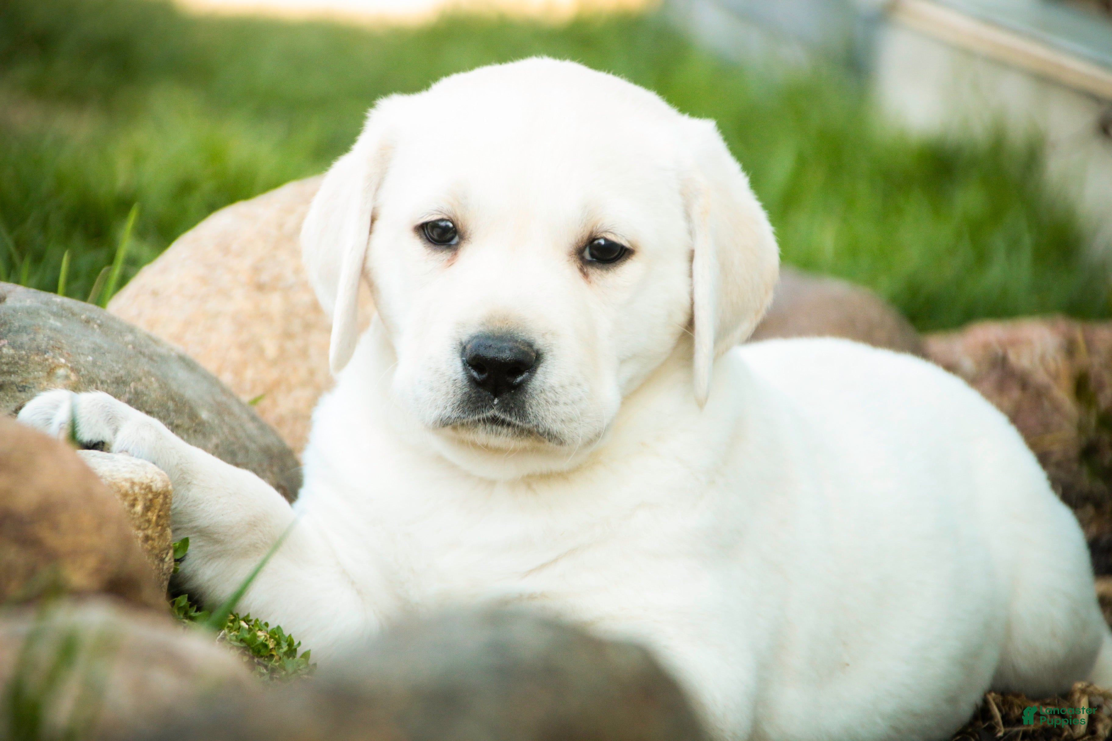 Labrador Retriever dogs Shenandoah - Ad 2