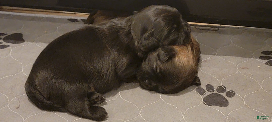 Shih Tzu dogs for sale: CHARLIE, Shih Tzu, Male, 10 weeks, AKC Champion Blood Line - Ad 19