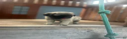 Pug dogs for sale: Jackson - Ad 4