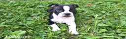 Boston Terrier dogs for sale: Jenna - Ad 2