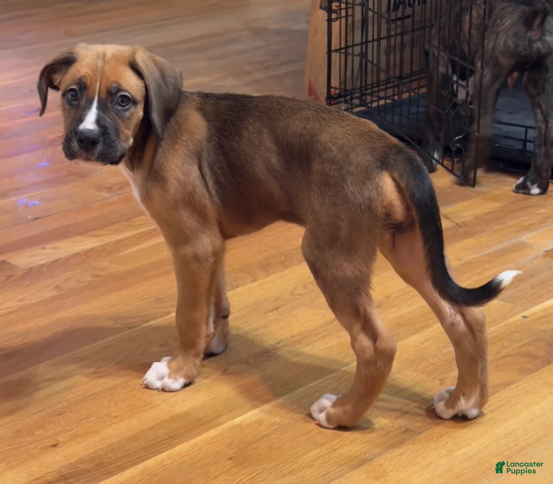 Mixed Breed dogs for sale: Boxenese Girl 3 - Ad 2