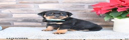 Rottweiler dogs for sale: Tundra - Ad 1
