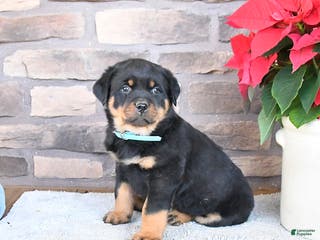 Rottweiler dogs Tundra - Ad 16
