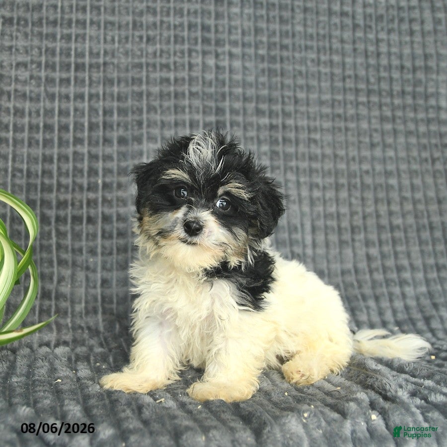 Maltipoo dogs Brooke  - Ad 1