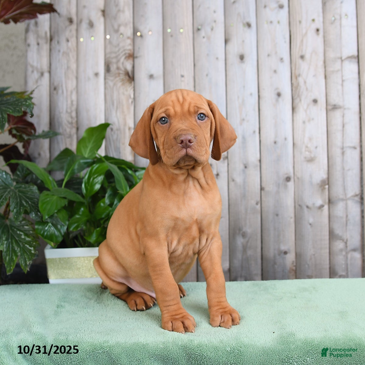 Vizsla dogs Hank - Ad 2