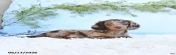 Miniature Dachshund dogs for sale: Stella - Ad 4