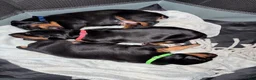 Doberman Pinscher dogs for sale: Blue Collar Dobie - Ad 8