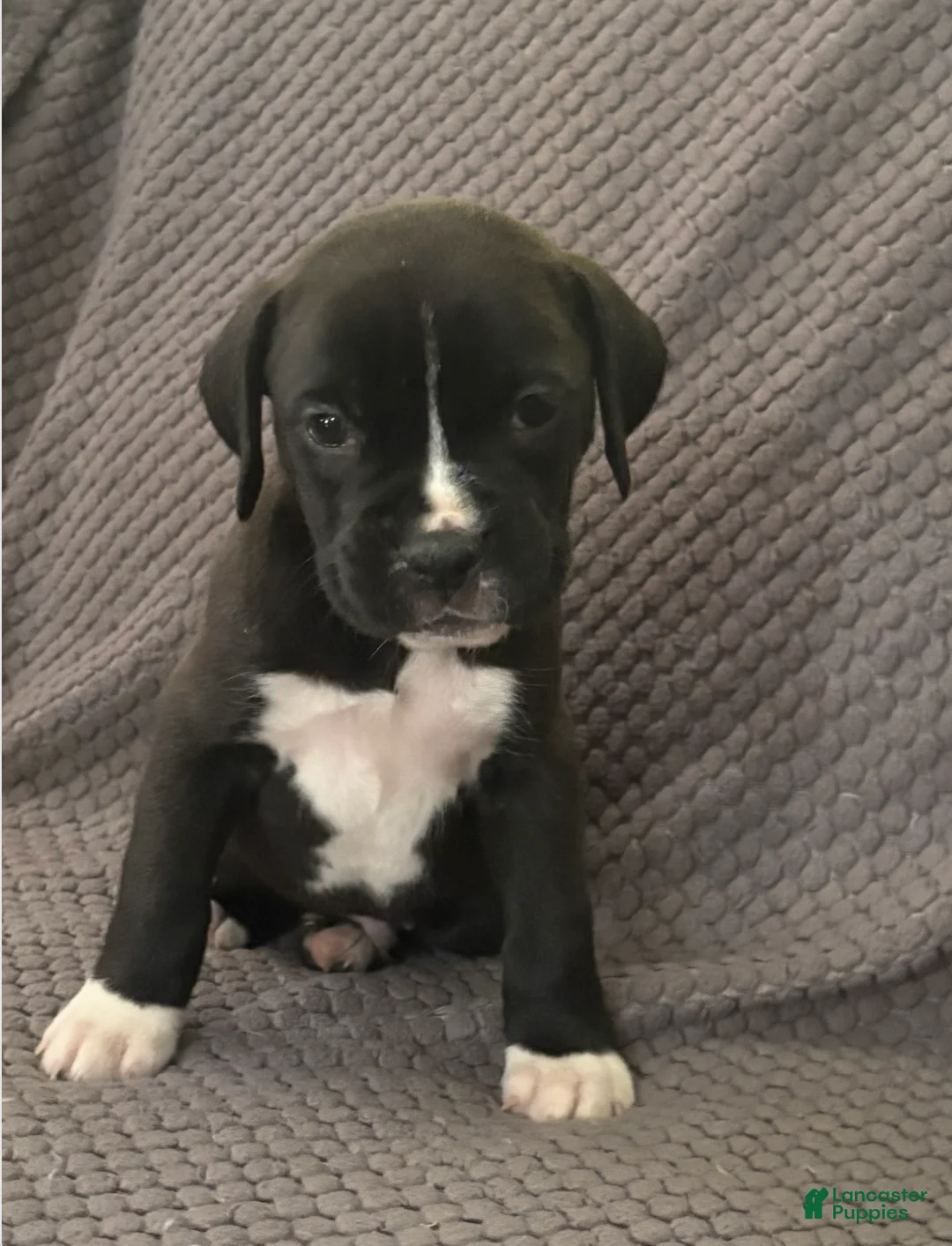 Boxer dogs for sale: Shilo - Ad 2