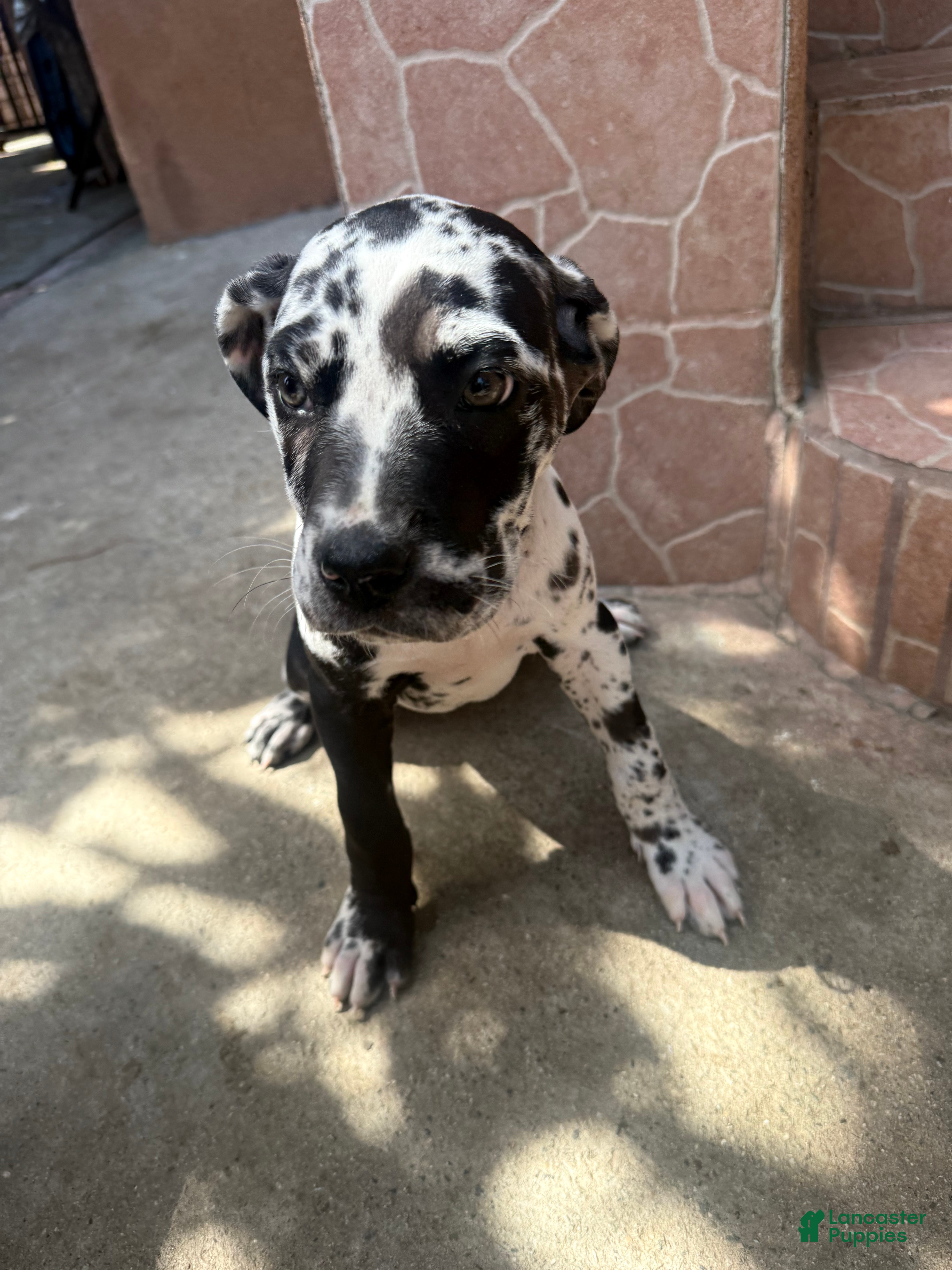 Daniff dogs Oreo - Ad 3