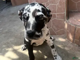 Daniff dogs Oreo - Ad 3