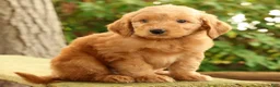 Mini Goldendoodle dogs for sale: Mark - Ad 4