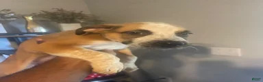 Mixed Breed 2