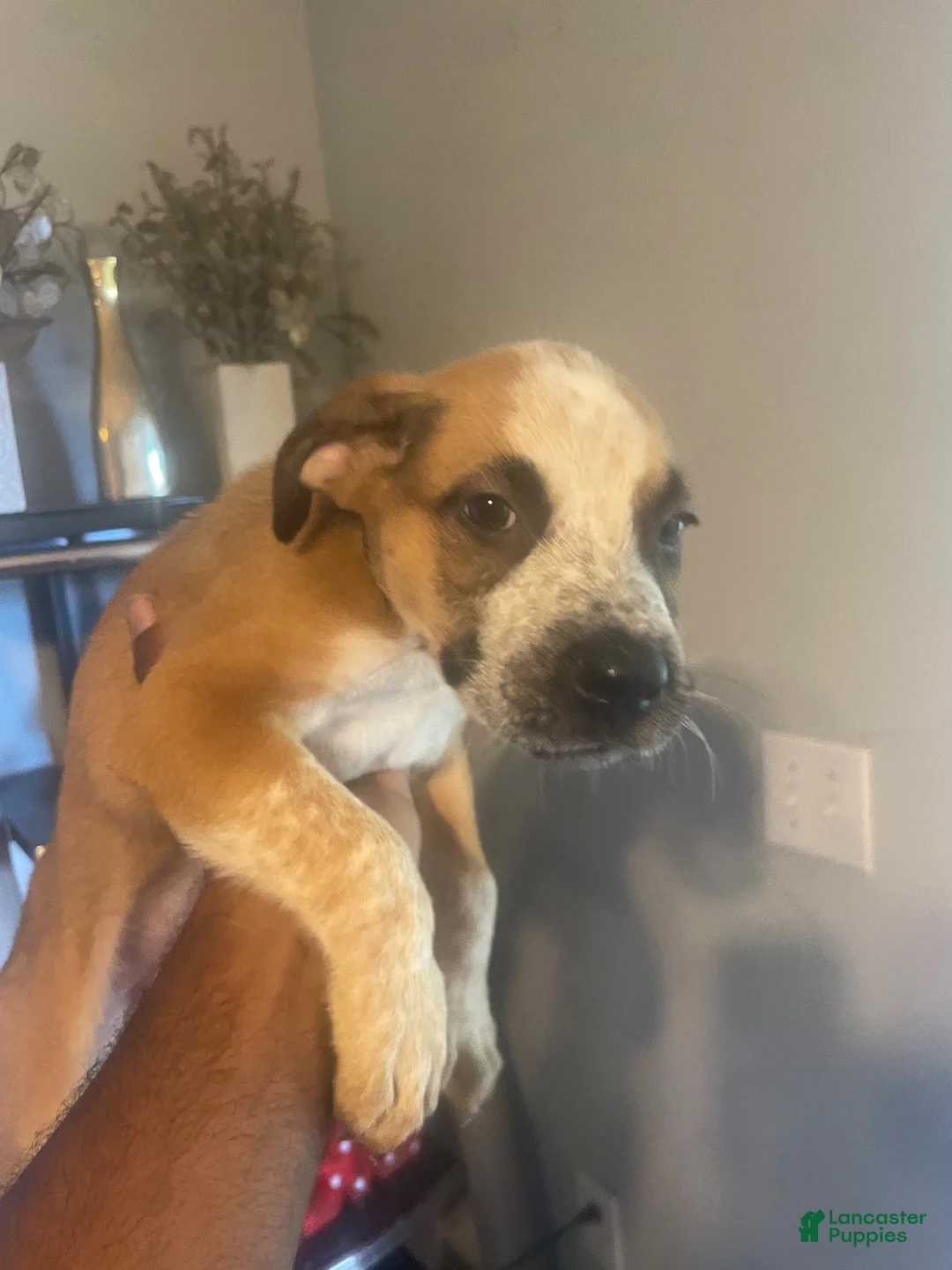 Mixed Breed dogs for sale: Mixed Breed 2 - Ad 1