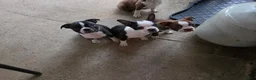 Boston Terrier dogs for sale: Jet - Ad 4