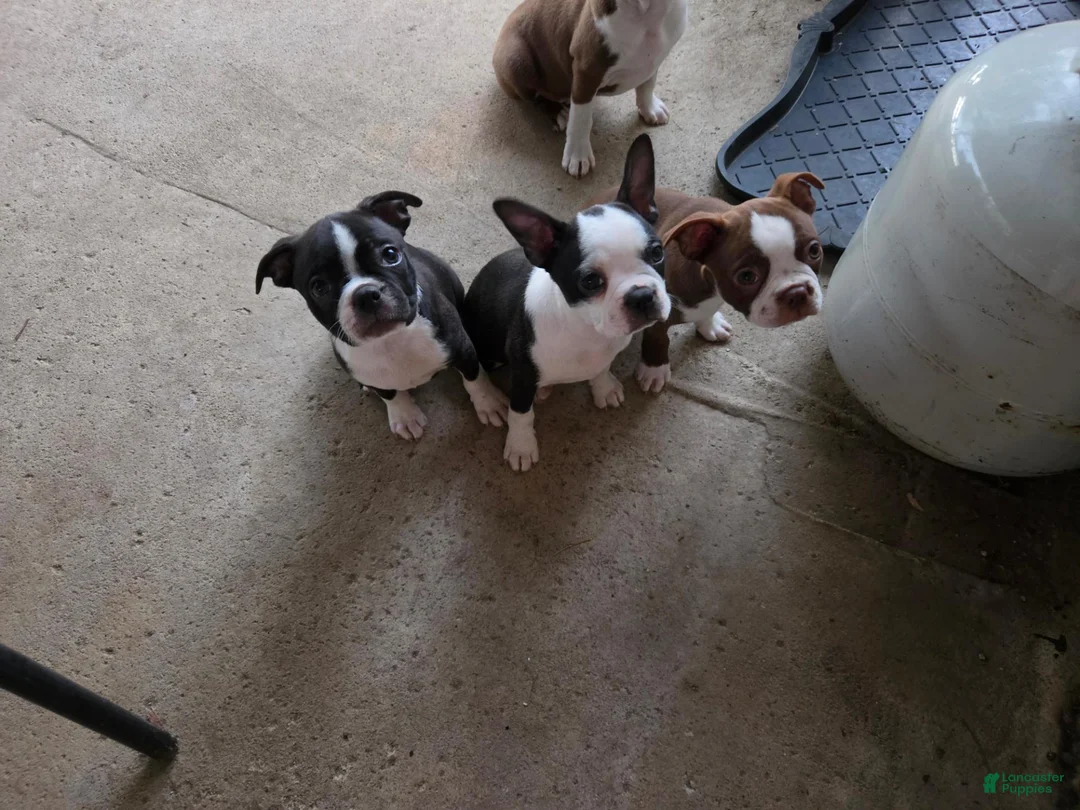 Boston Terrier dogs for sale: Jet - Ad 4