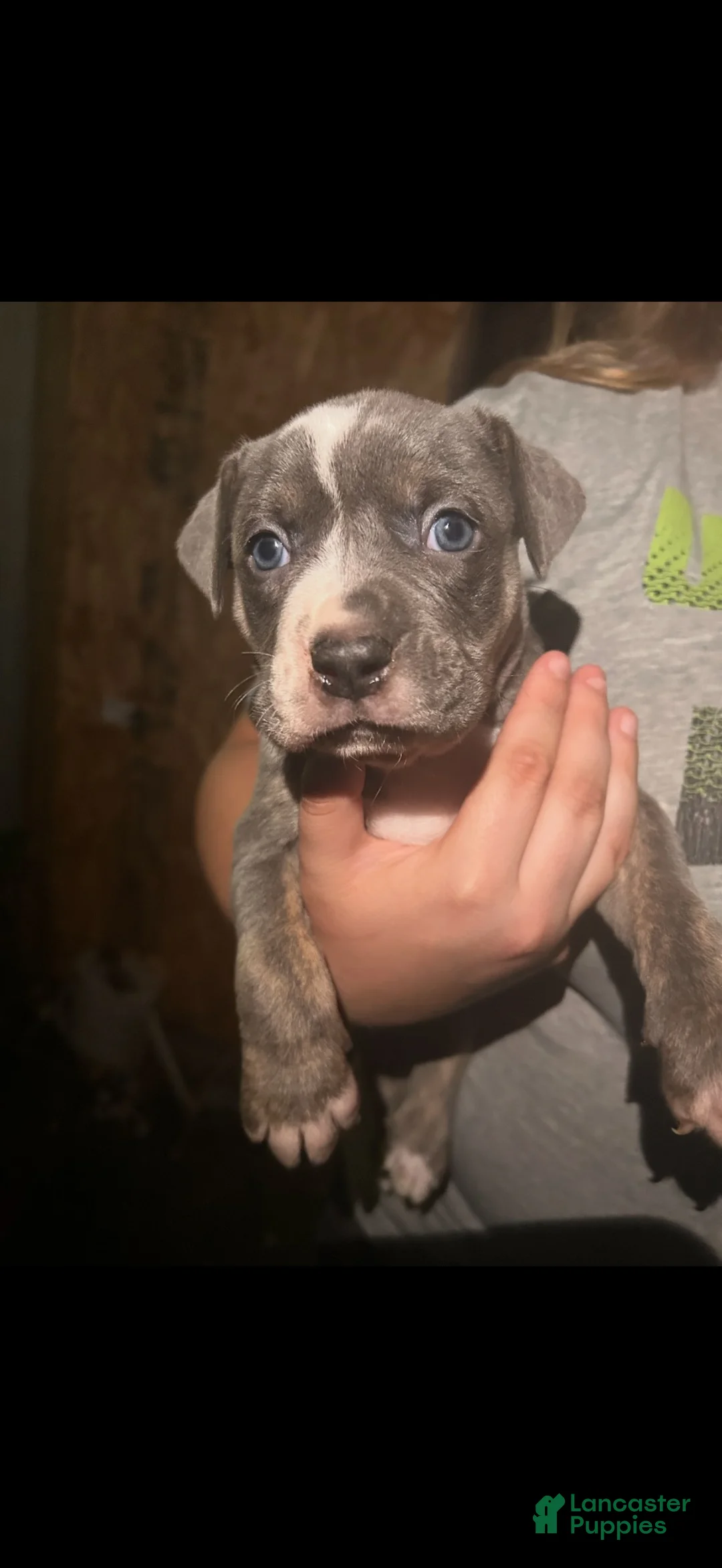 American Bully dogs for sale: American Bully 1 - Ad 2