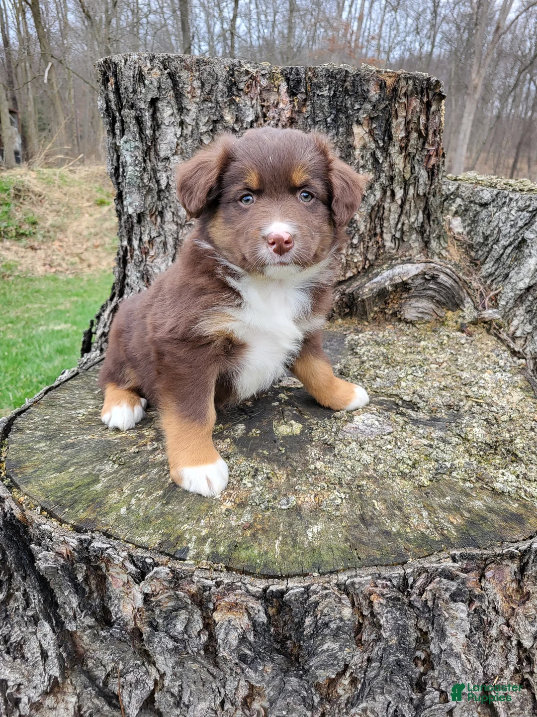 Australian Shepherd dogs for sale: Duke - Ad 2