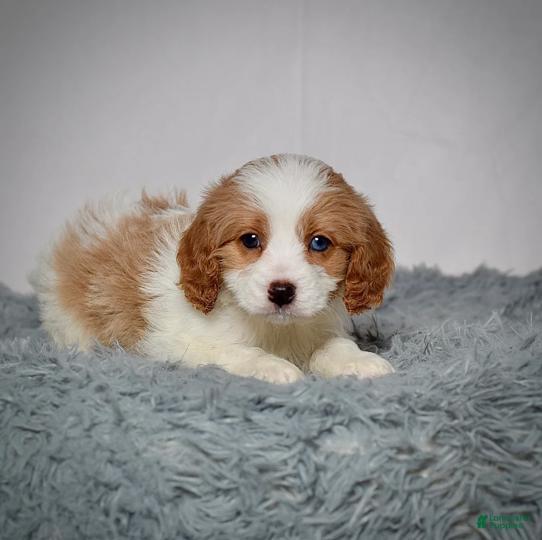 Cavapoo dogs for sale: Mr. Baxter - Ad 4