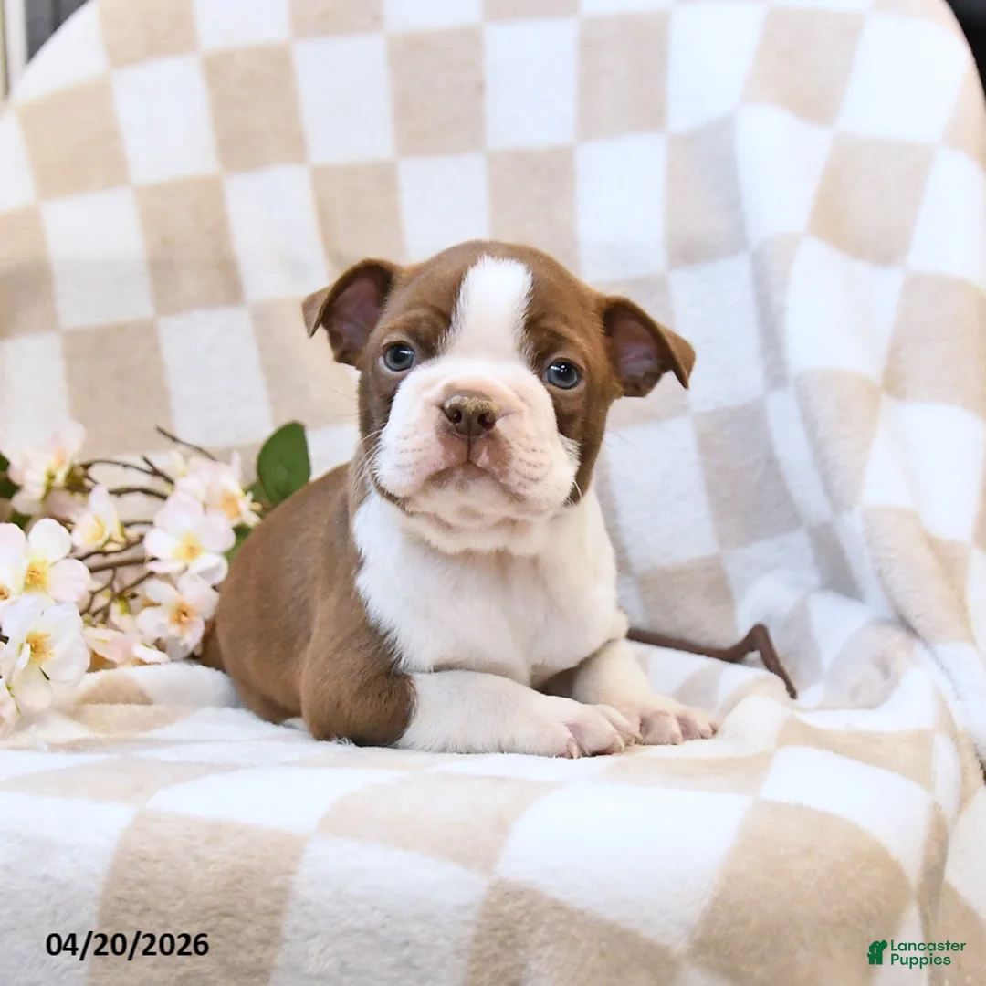 Boston Terrier dogs for sale: Bob - Ad 3