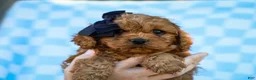 Cavapoo dogs for sale: Tucker Cavapoo Pup - Ad 1
