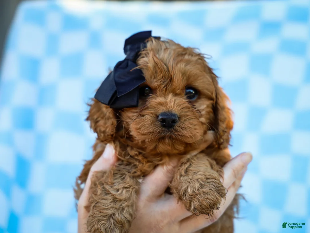 Cavapoo dogs for sale: Tucker Cavapoo Pup - Ad 1