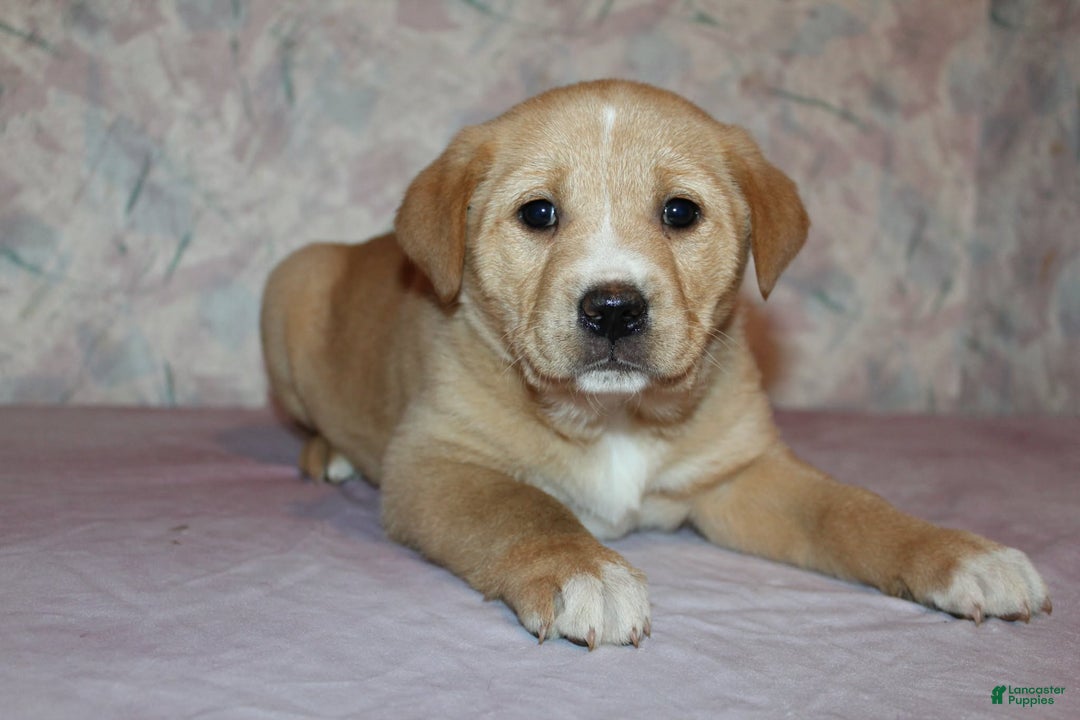 Goldador dogs for sale: Maple - Ad 6