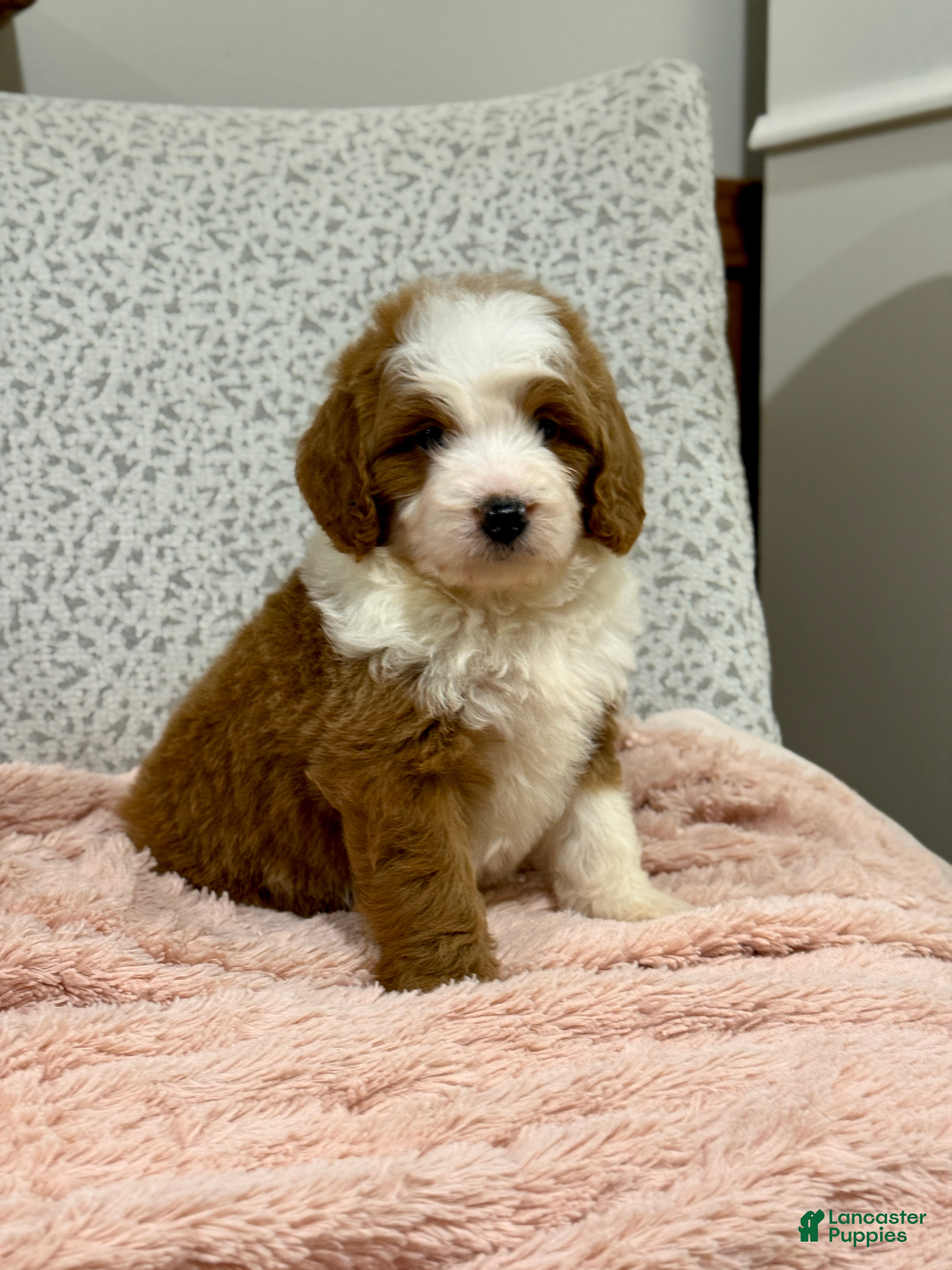 Goldendoodle dogs Princess - Ad 17