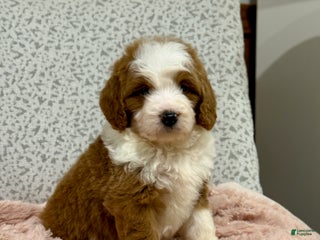 Goldendoodle dogs Princess - Ad 33