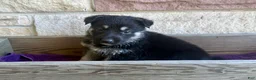 German Shepherd dogs for sale: MJ - Ad 15