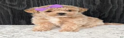 Bichpoo dogs for sale: Poppy - Ad 15
