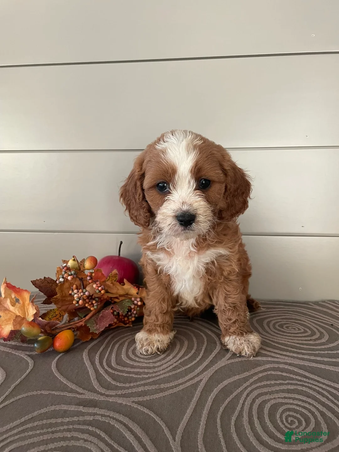 Gallery Image {{count}}