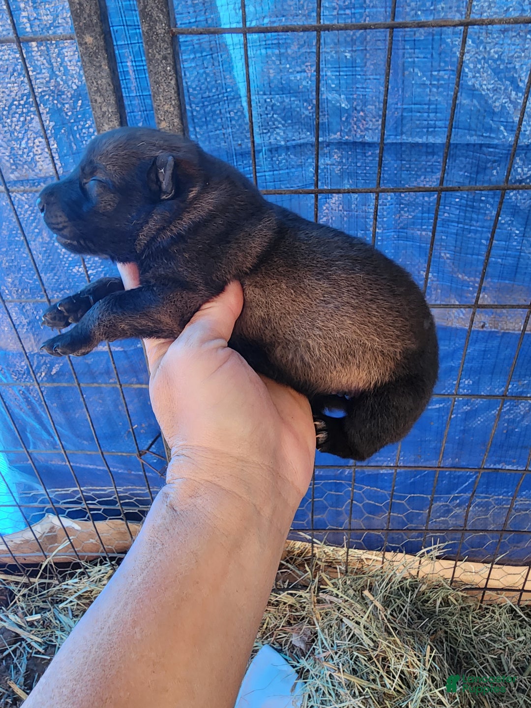 Belgian Malinois dogs for sale: Sascha Dark F - Ad 2