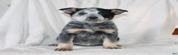 Australian Cattle Dog dogs for sale: Macy - Ad 2