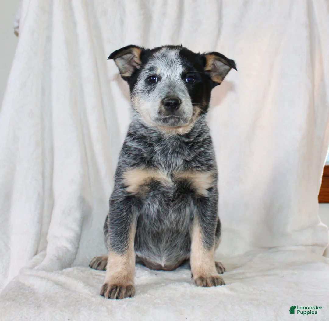 Australian Cattle Dog dogs for sale: Macy - Ad 2