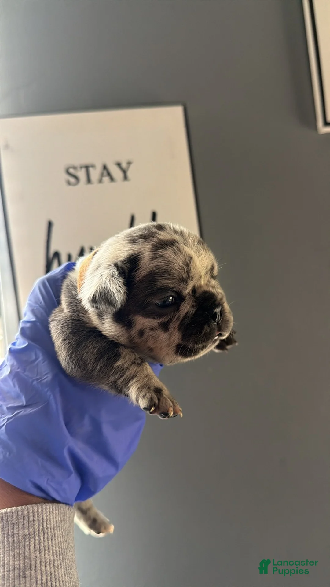 French Bulldog dogs for sale: French Bulldog 1 - Ad 1