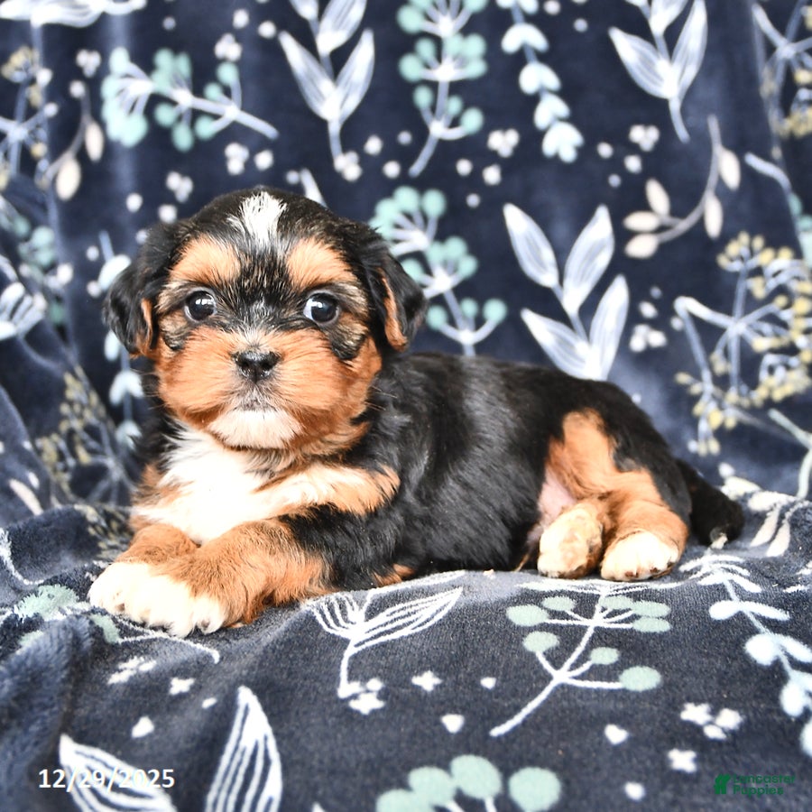 Shorkie dogs Casper - Ad 5