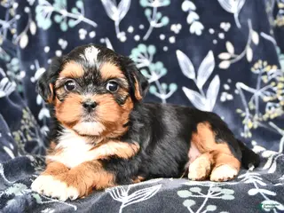 Shorkie dogs Casper - Ad 3