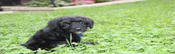 Yorkiepoo dogs for sale: Ranger  - Ad 15