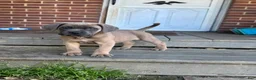 Cane Corso dogs for sale: Hemmy - Ad 1