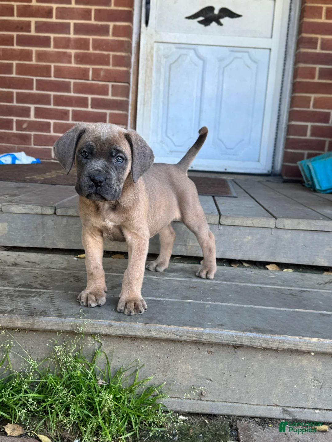 Cane Corso dogs for sale: Hemmy - Ad 1