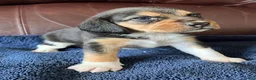 Beagle dogs for sale: Beagle 2 - Ad 3