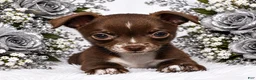 Chihuahua dogs for sale: Midnight-Chocolate  - Ad 8