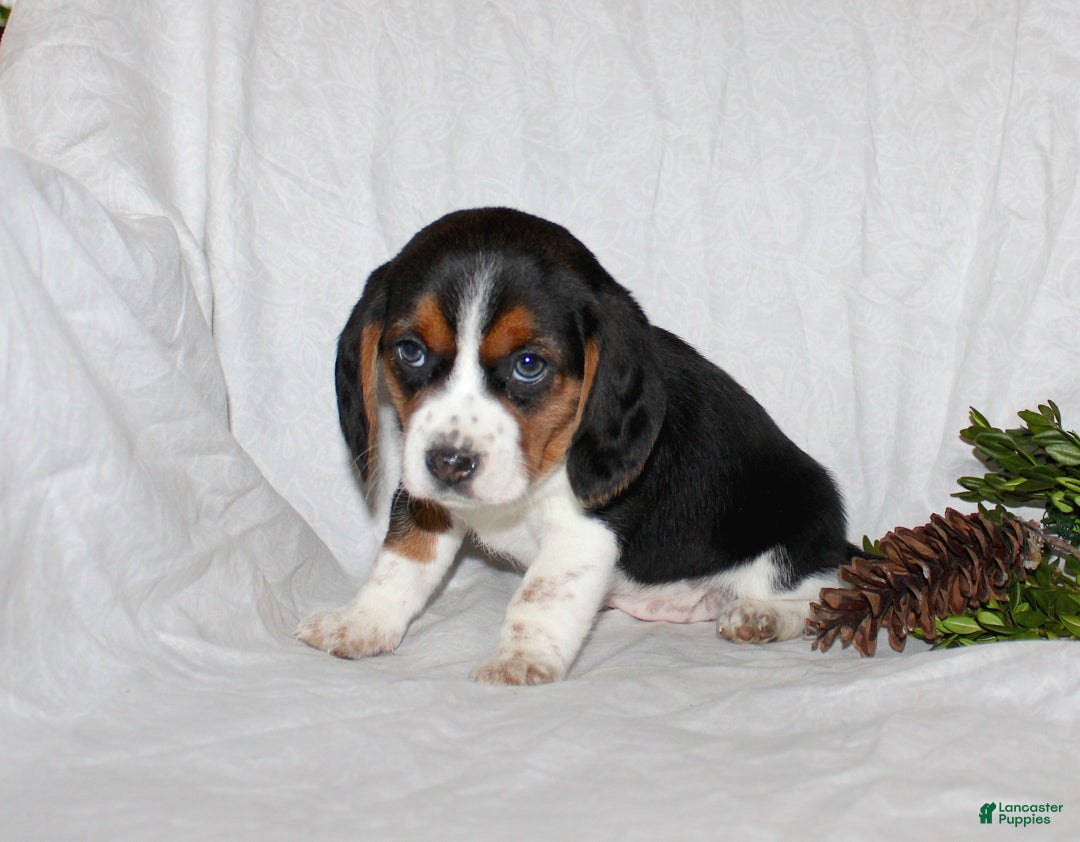 Beagle dogs for sale: Tina - Ad 3