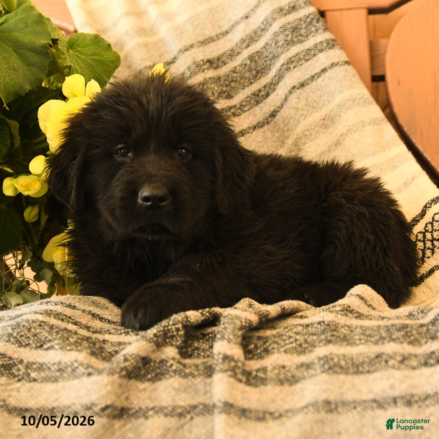 Newfoundland dogs Mento - Ad 2