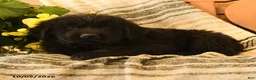 Newfoundland dogs for sale: Mento - Ad 2