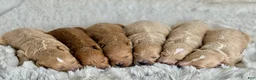 Maltipoo dogs for sale: Theo - Ad 3