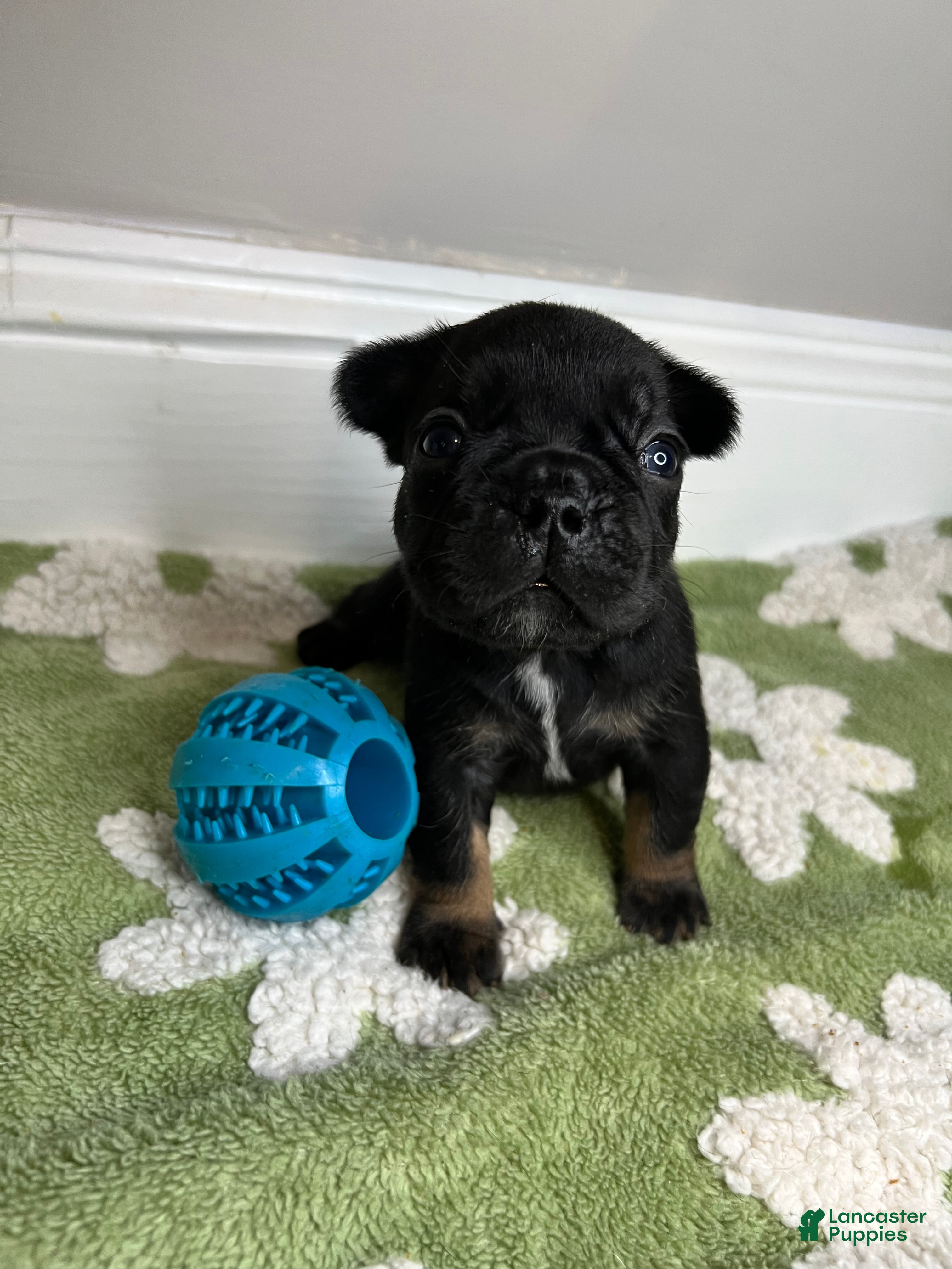French Bulldog dogs for sale: Pepper - Ad 3