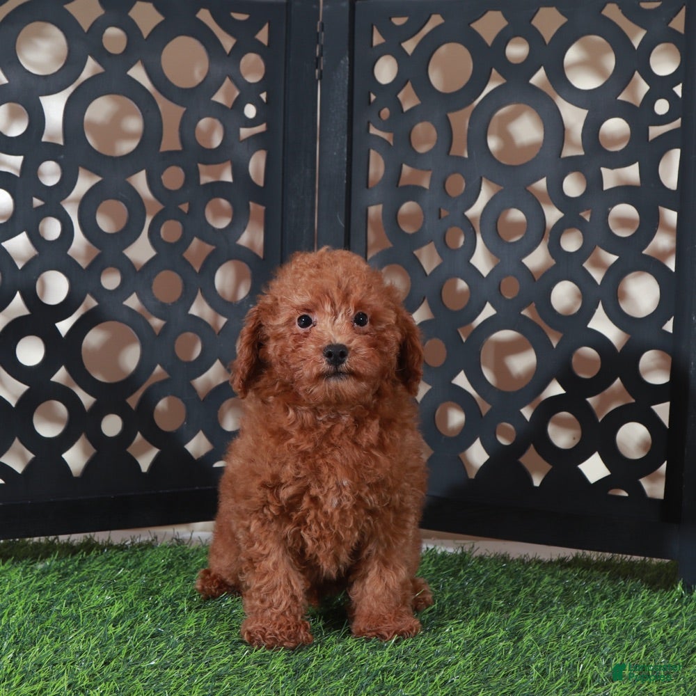 Miniature Poodle dogs Darla Sweet Red Female Poodle - Ad 2