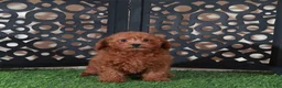 Miniature Poodle dogs for sale: Darla Sweet Red Female Poodle - Ad 2