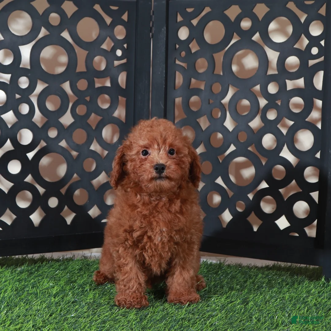 Miniature Poodle dogs for sale: Darla Sweet Red Female Poodle - Ad 2